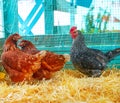 Hens in a poultry hen house with straw Royalty Free Stock Photo