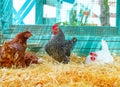 Hens in a poultry hen house with straw Royalty Free Stock Photo