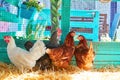 Hens in a poultry hen house with straw Royalty Free Stock Photo