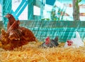 Hens in a poultry hen house with straw Royalty Free Stock Photo