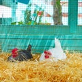 Hens in a poultry hen house with straw Royalty Free Stock Photo