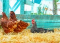 Hens in a poultry hen house with straw Royalty Free Stock Photo