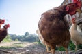 Hens raised in freedom and fed with organic food Royalty Free Stock Photo