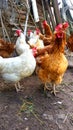 On a farm. Hen standing in dirty hen house on sunny day Royalty Free Stock Photo