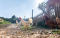 Hens raised in freedom and fed with organic food Royalty Free Stock Photo