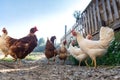 Hens raised in freedom and fed with organic food Royalty Free Stock Photo