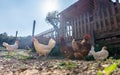 Hens raised in freedom and fed with organic food Royalty Free Stock Photo