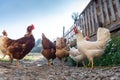 Hens raised in freedom and fed with organic food Royalty Free Stock Photo