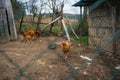 Hens roam freely in paddock Royalty Free Stock Photo