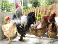 Hens Royalty Free Stock Photo