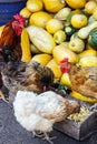 Hens and rooster. Royalty Free Stock Photo