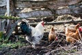 Hens and rooster feed on the traditional rural barnyard at sunny Royalty Free Stock Photo