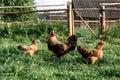 Hens and a rooster, walk on the grass