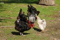 Hens and rooster walk on the lawn. Poultry