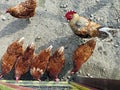 Hens and rooster in the yard Royalty Free Stock Photo