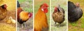 Hens and roosters banner Royalty Free Stock Photo