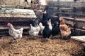 Hens and roosters at hen house