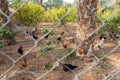 Hens and roosters walk in a paddock in the courtyard of the Monastery Deir Hijleh - Monastery of Gerasim of Jordan, in the