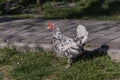Hens and roosters walk in the yard on the farm Royalty Free Stock Photo