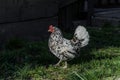 Hens and roosters walk in the yard on the farm Royalty Free Stock Photo