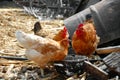 Hens in rustic farm yard