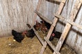 Hens Standing Under A Wooden Ladder In A Chicken Coop With Dirty Walls.
