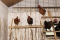 Hens Standing On A Wooden Ladder In A Chicken Coop With Dirty Walls.