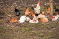 Hens taking a dust bath at the farm on warm day Royalty Free Stock Photo