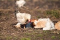 Hens taking a dust bath Royalty Free Stock Photo