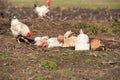 Hens taking a dust bath and a rooster walked