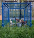 Hens trapped in too small blue cage in the village Royalty Free Stock Photo