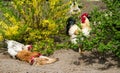 Hens in trough