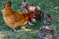 Hens of various breeds in the village on the nature