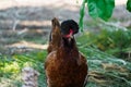 Hens of various breeds in the village on the nature