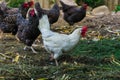 Hens of various breeds in the village on the nature. White curious chicken