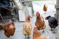 Hens walking in the farm yard. Royalty Free Stock Photo