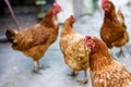 Hens walking in the farm yard. Royalty Free Stock Photo