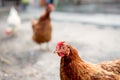 Hens walking in the farm yard. Royalty Free Stock Photo