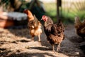 Hens walking in the farm yard. Royalty Free Stock Photo