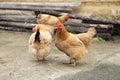 hens walking on ground