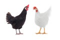 Hens Royalty Free Stock Photo