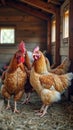 Hens in wooden coop surrounded by hay with natural lighting Royalty Free Stock Photo