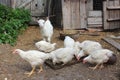 Hens and young goat on a court yard