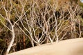 Henty Sand Dunes Tasmania Royalty Free Stock Photo