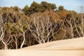 Henty Sand Dunes Tasmania Royalty Free Stock Photo