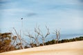 Henty Sand Dunes Tasmania Royalty Free Stock Photo