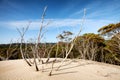 Henty Sand Dunes Tasmania Royalty Free Stock Photo