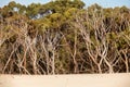Henty Sand Dunes Tasmania Royalty Free Stock Photo