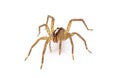 hentz wolf spider - rabidosa hentzi - front view crawling towards camera. isolated on white background. Great detail