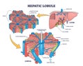 Hepatic lobule anatomy with anatomic liver unit structure outline diagram Royalty Free Stock Photo